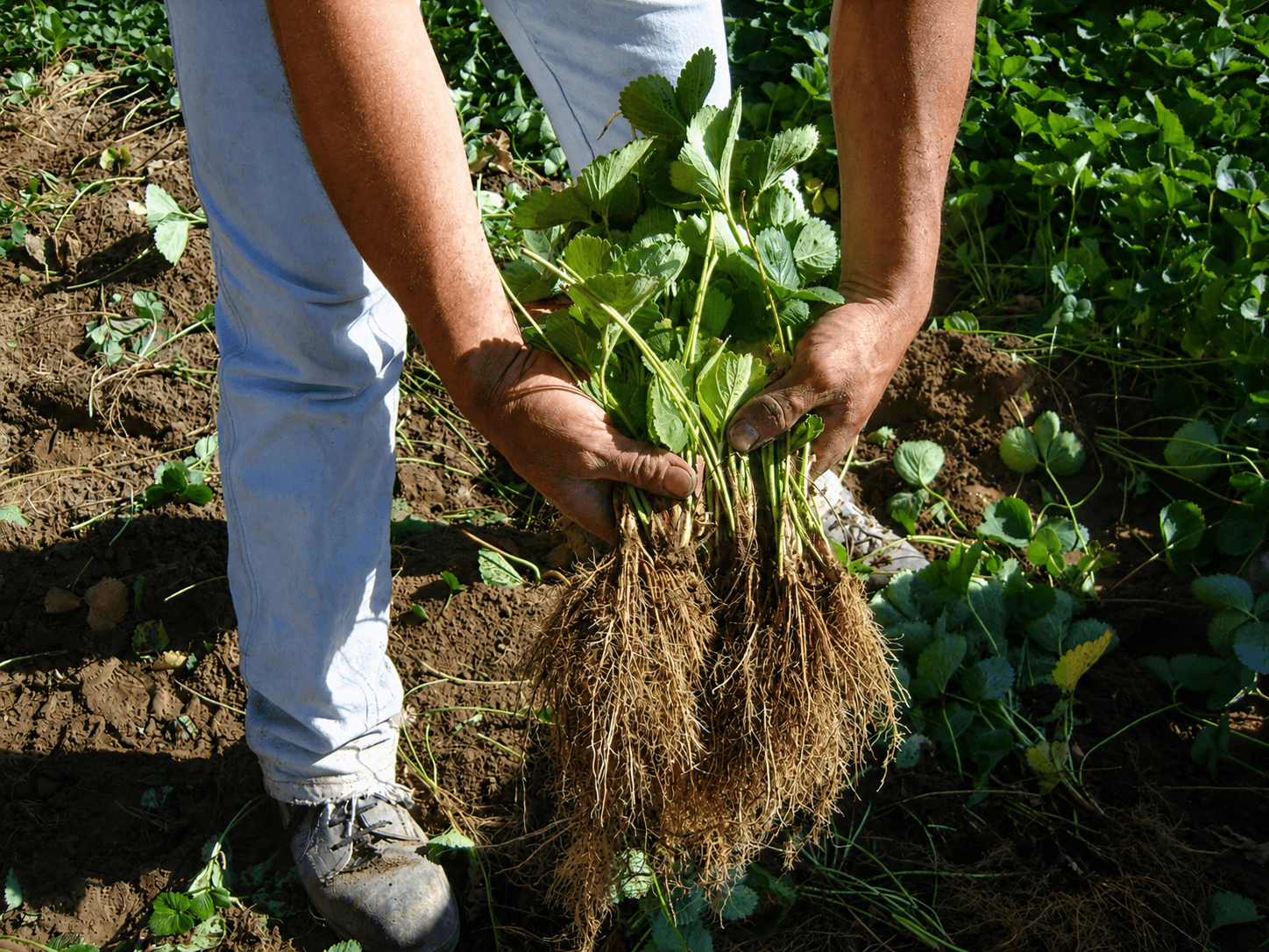 Trabajo de cosecha en VIANSA.