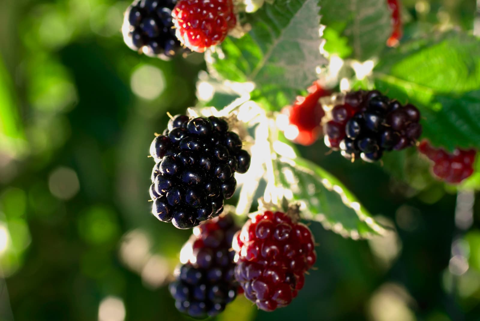 Producción de moras VIANSA.