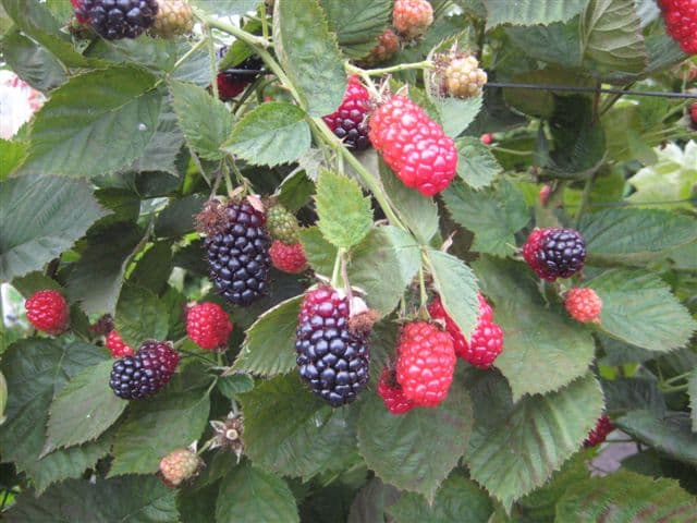 Producción de moras.