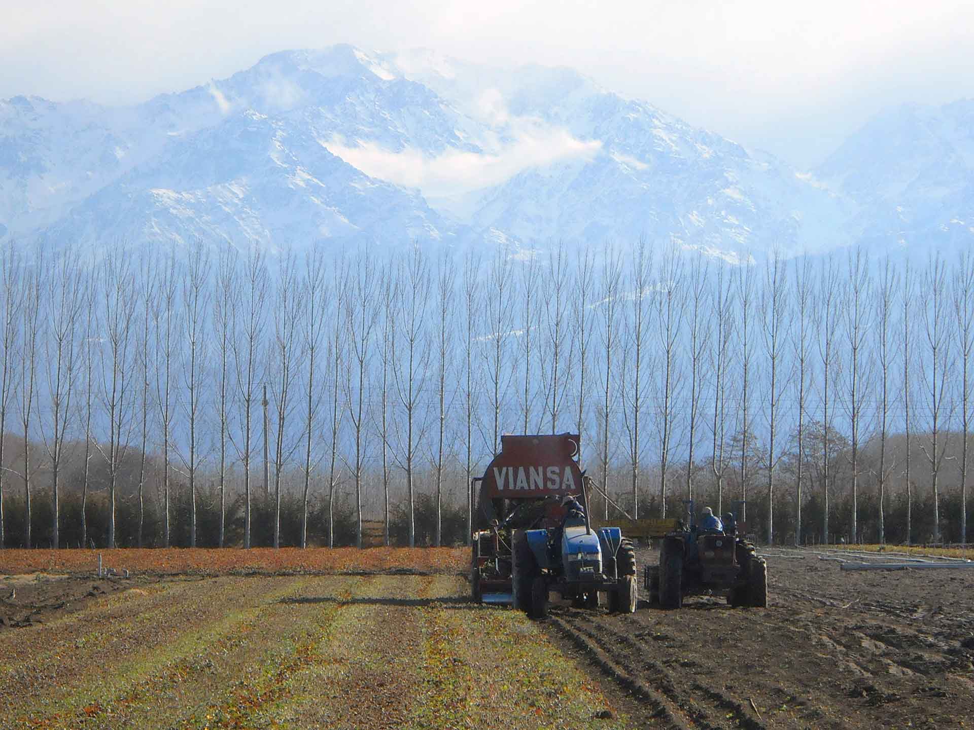 Campos de VIANSA en Mendoza con la Cordillera de los Andes de fondo.