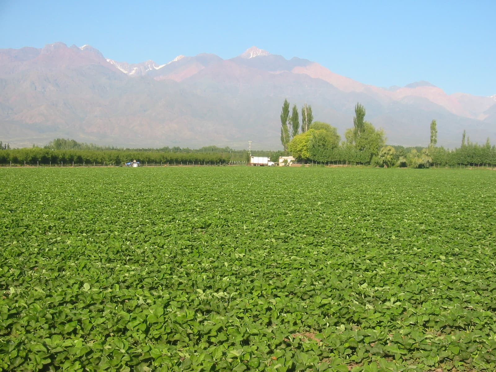 Campos de VIANSA en Mendoza con la Cordillera de los Andes de fondo.
