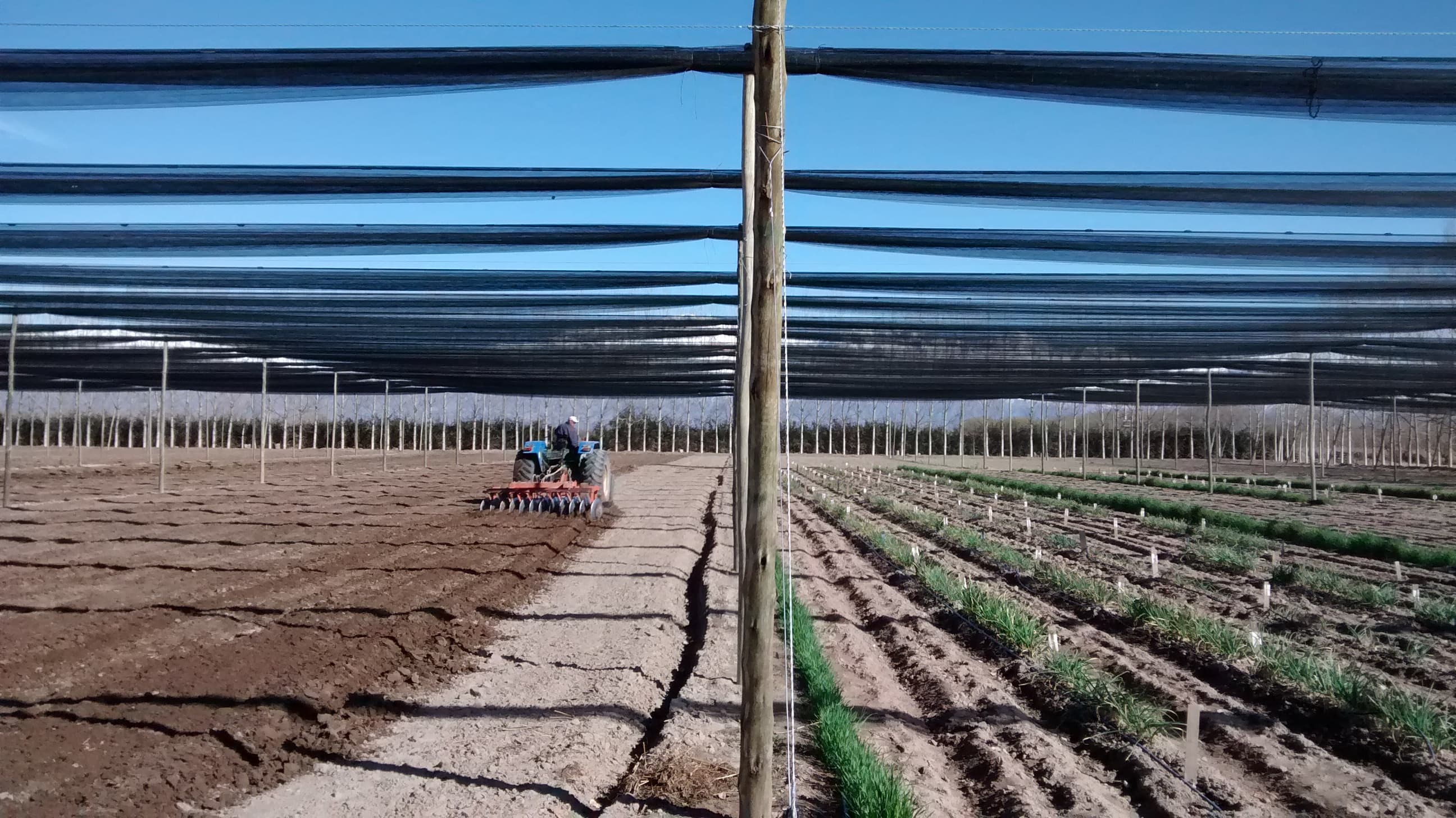 Riego y producción agrícola de VIANSA.