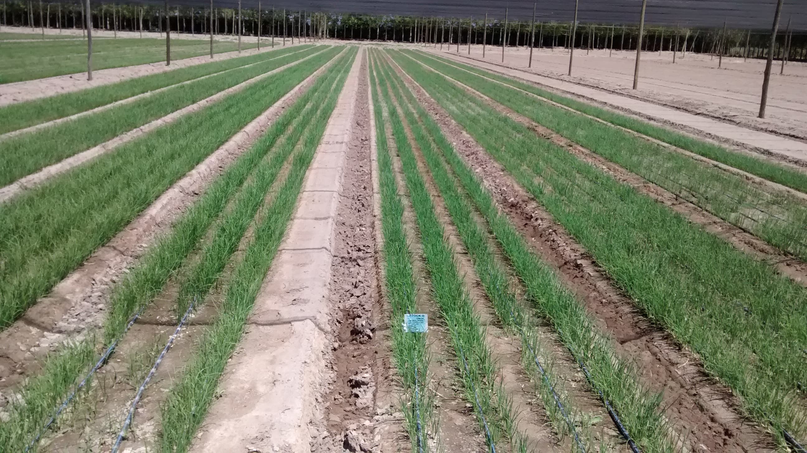 Producción agrícola de VIANSA.