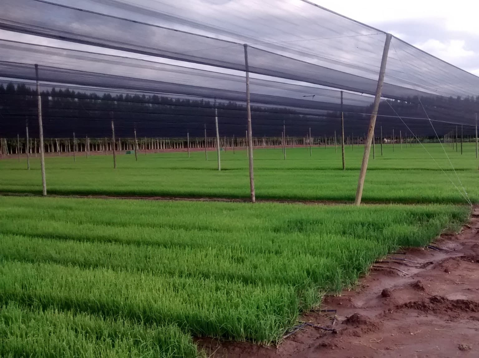 Servicios agrícolas de VIANSA.