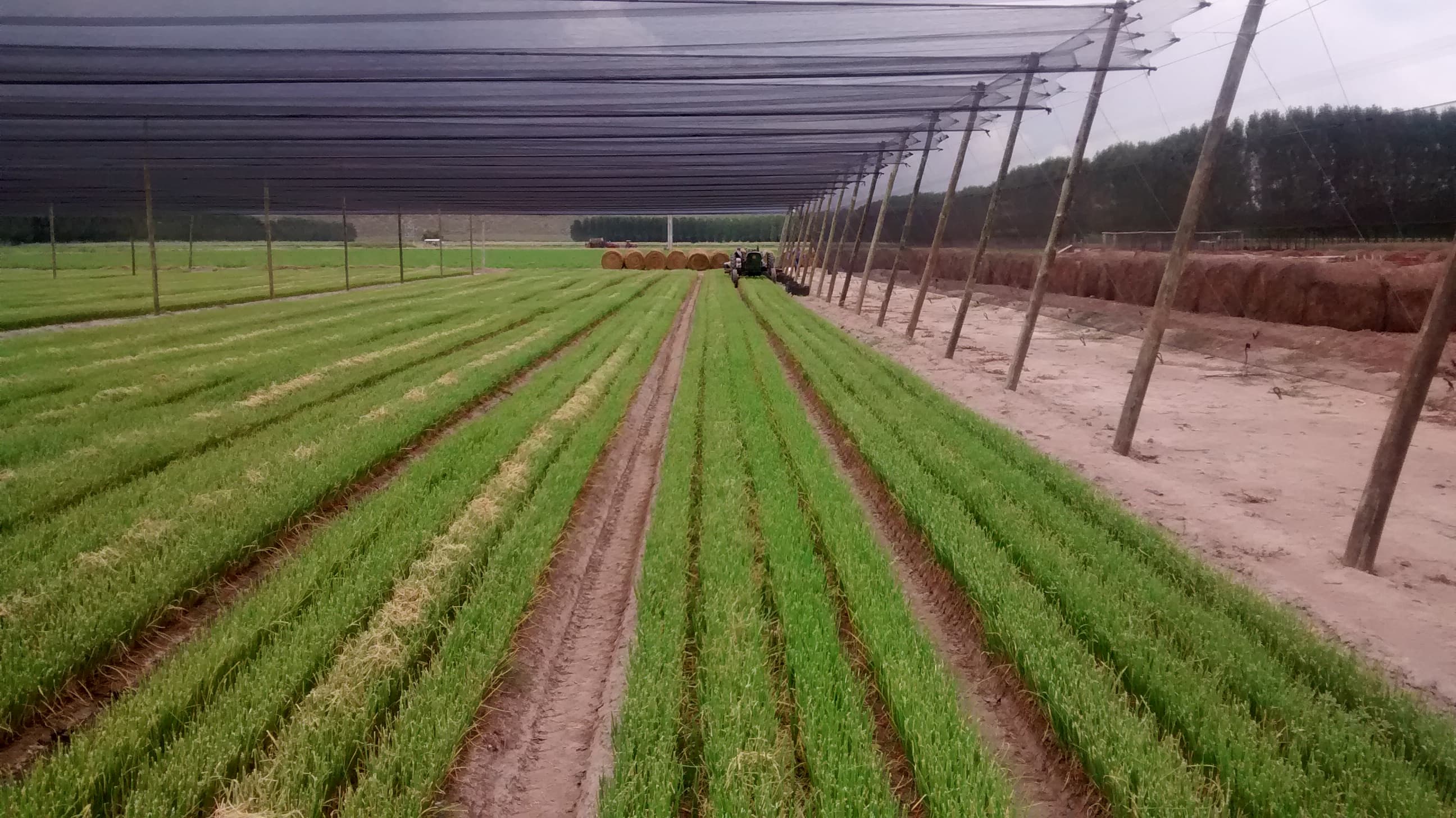 Servicios agrícolas de VIANSA.