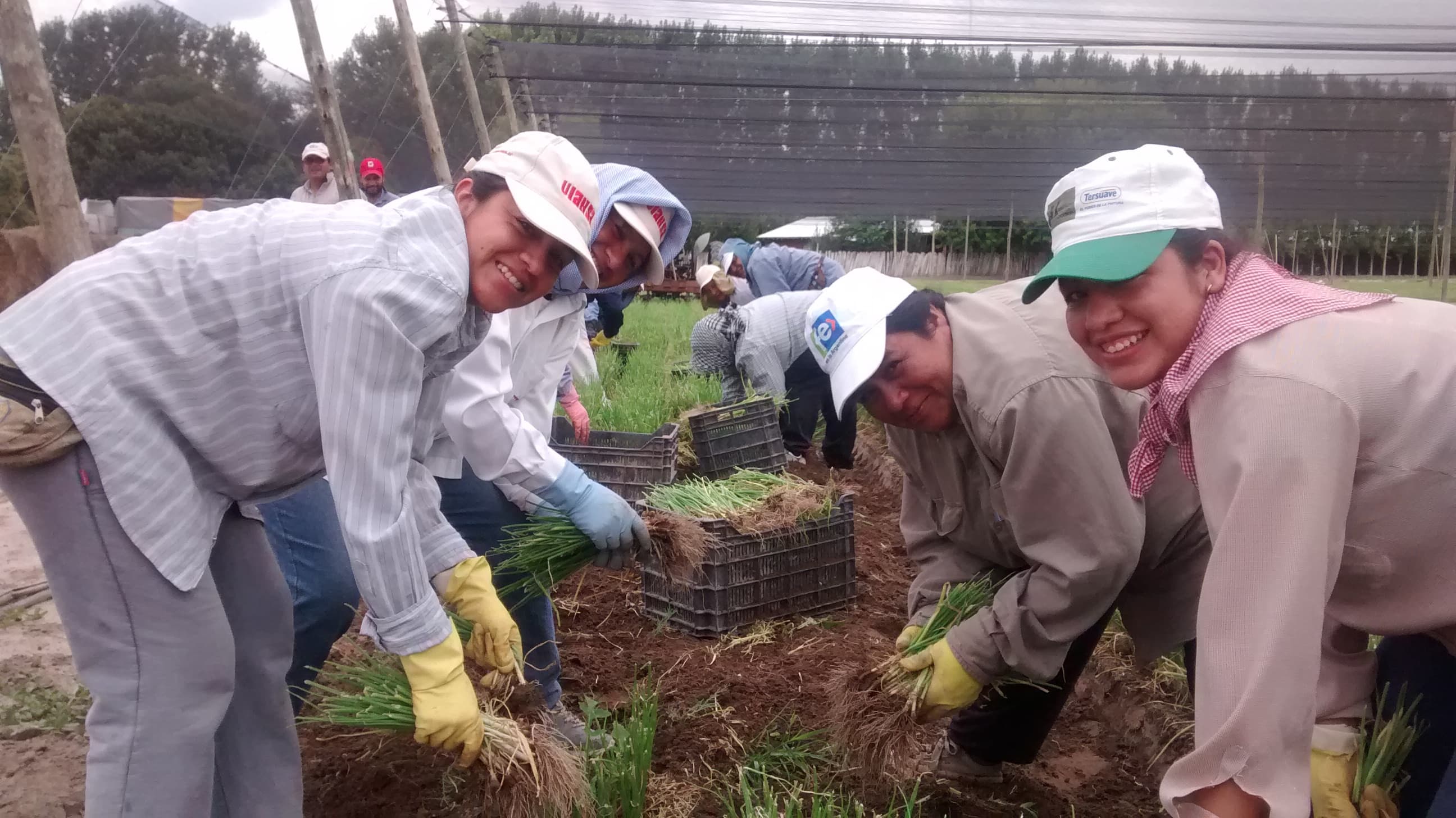 Servicios agrícolas de VIANSA.