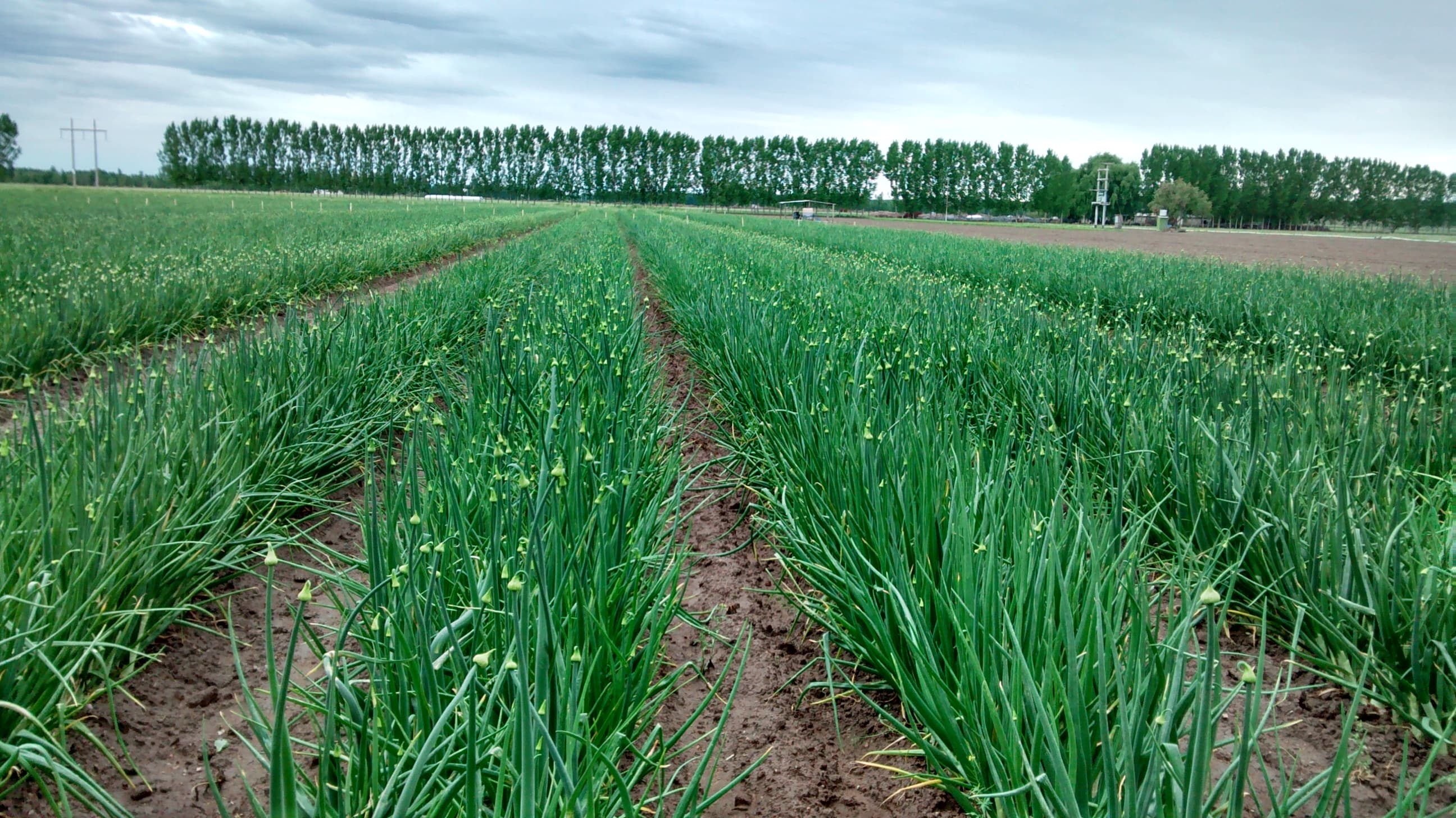 Cultivo agrícola de VIANSA.