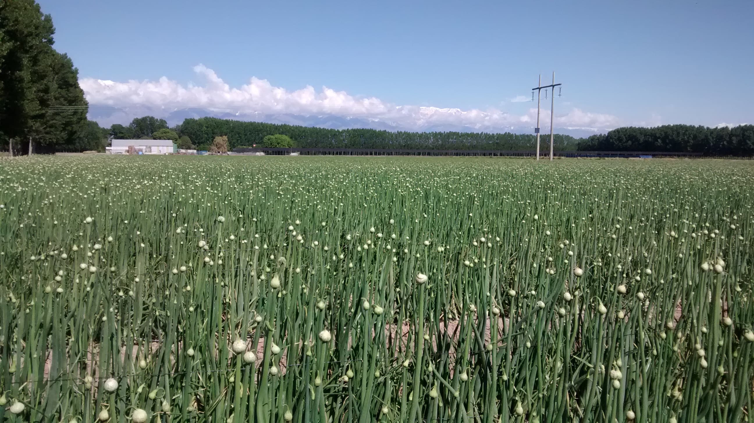 Cultivo agrícola de VIANSA.