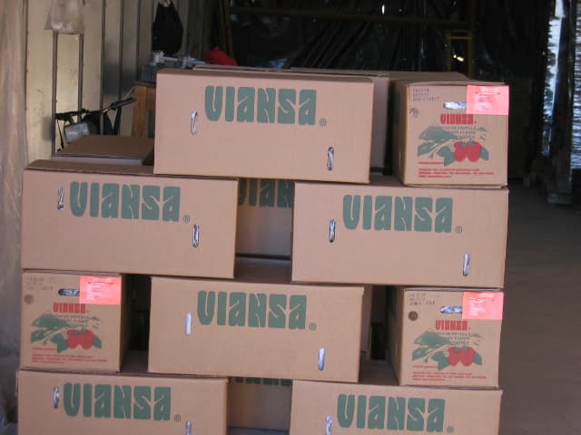 Entrega de plantas de frutilla VIANSA.