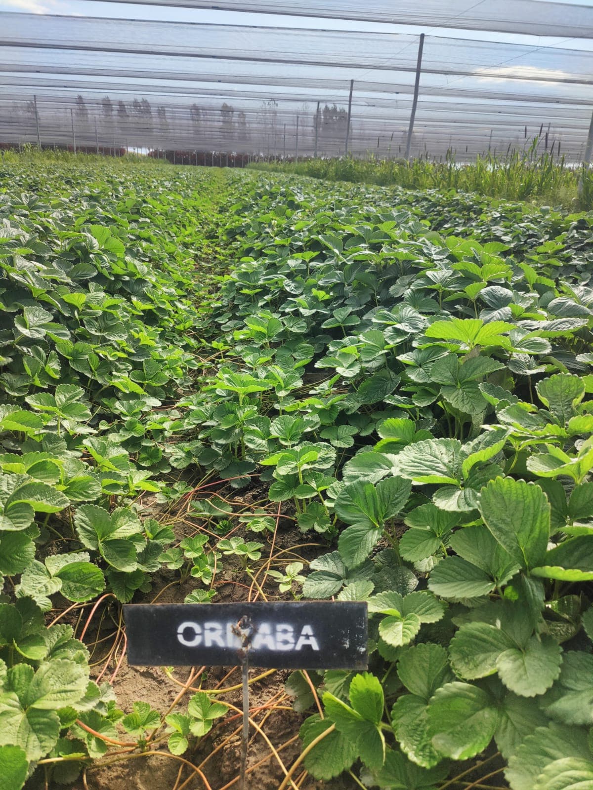 Variedad Orizaba.
