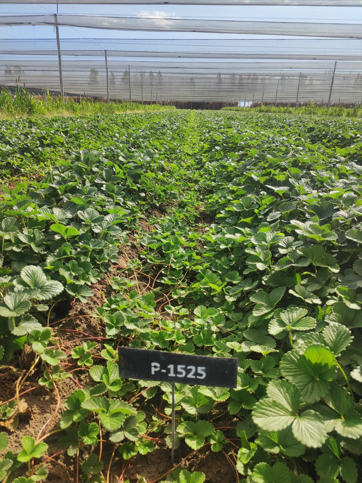 Variedad Plared 1525.