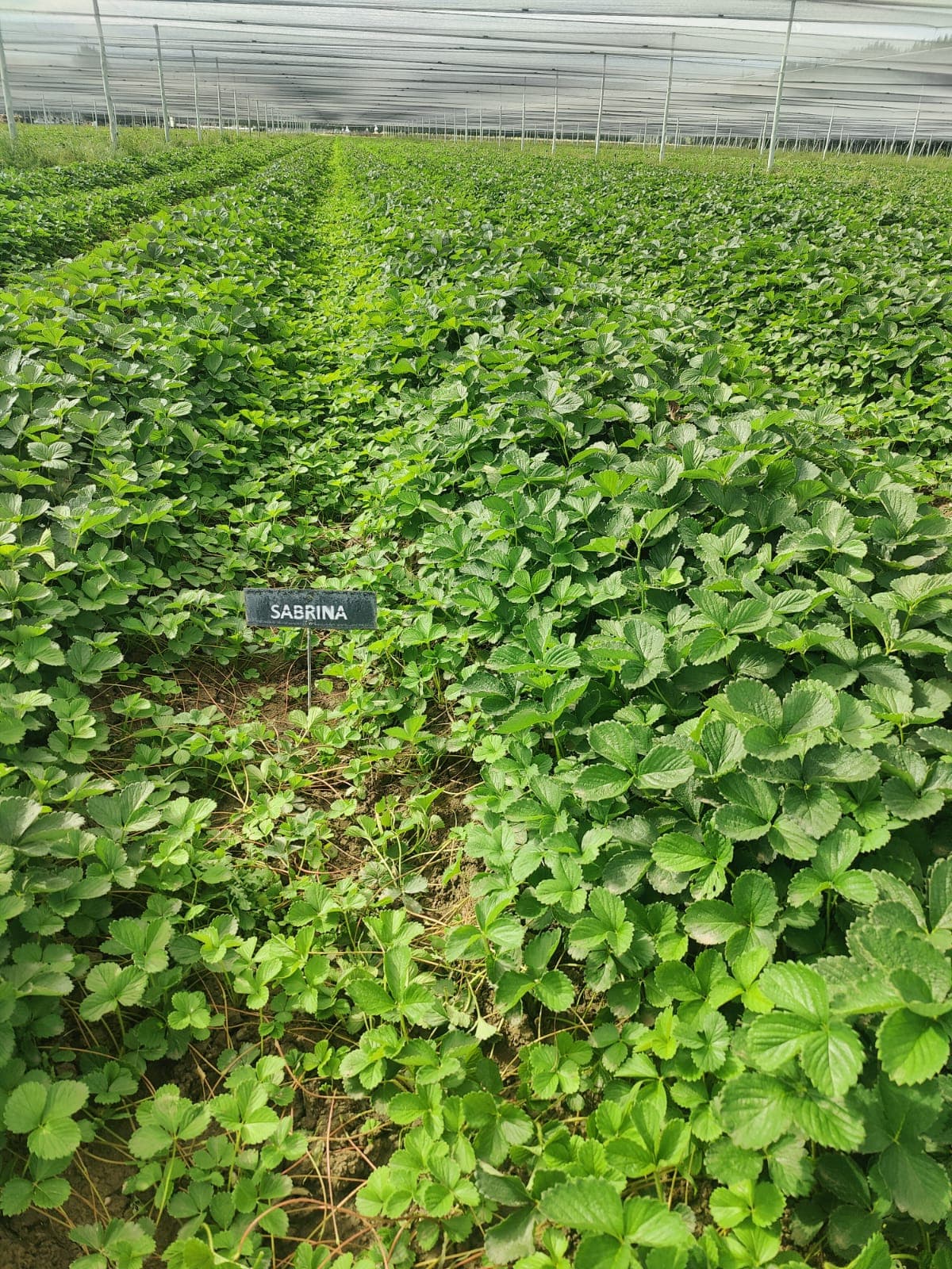 Variedad Sabrina.