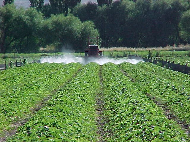 Plantas sanas VIANSA.