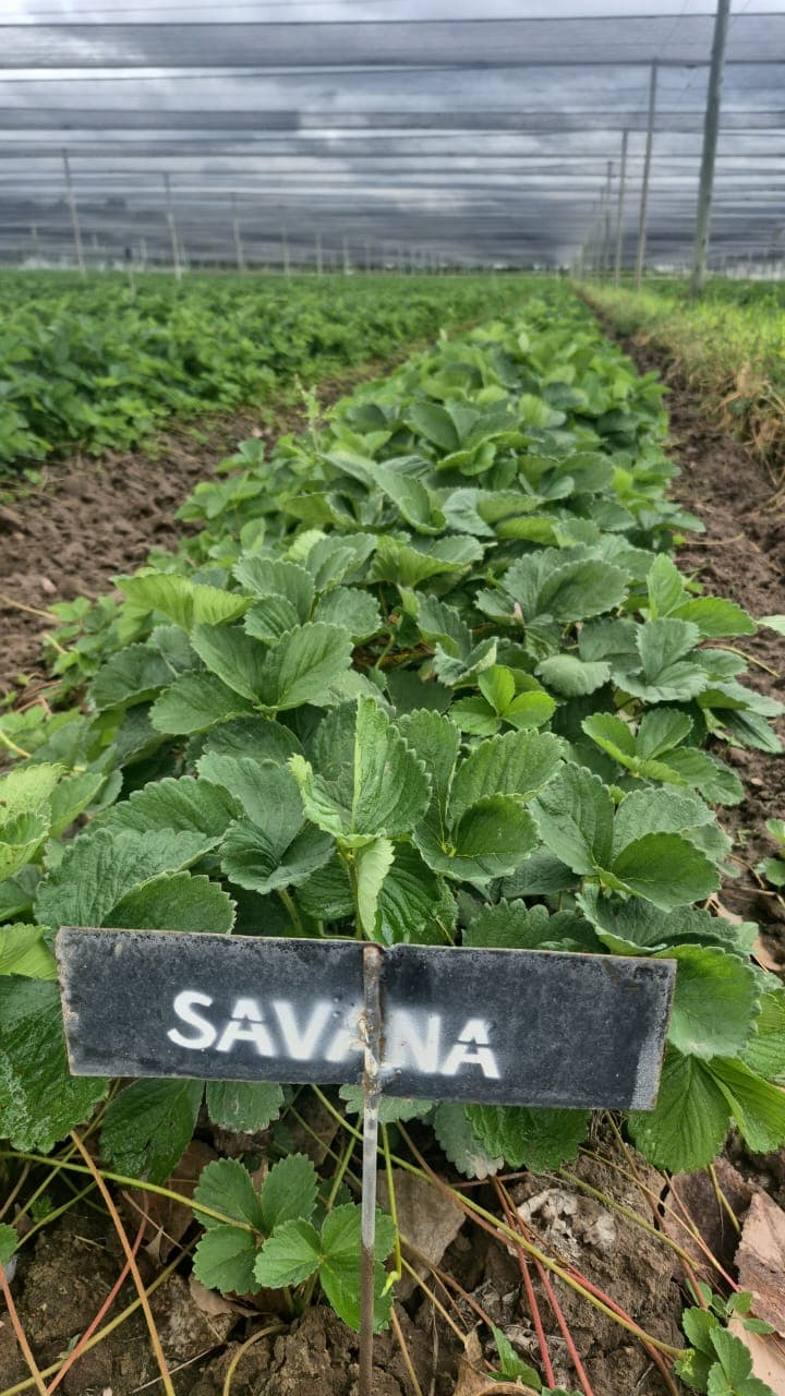 Variedad Savana.