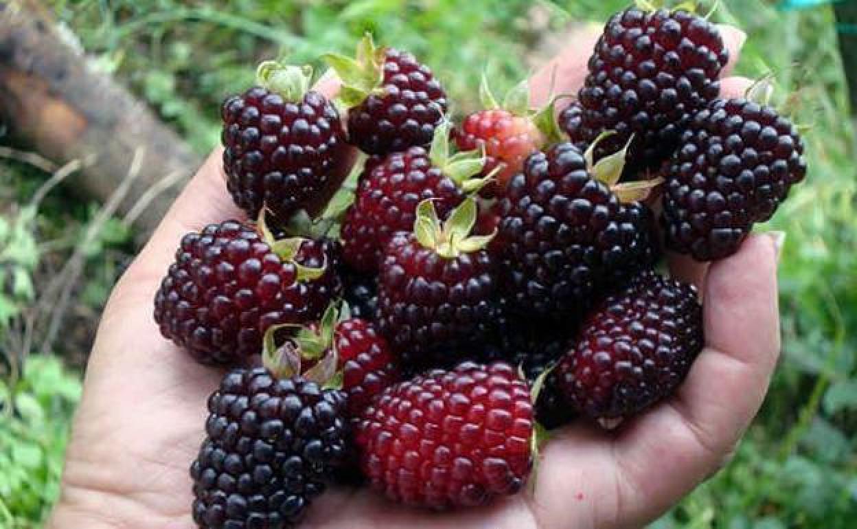 In December begins the harvest of blackberries.